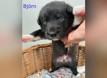 Border Collie Mischlings Welpen