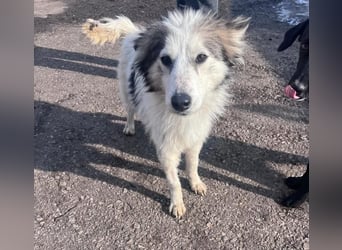 Aimee, RESERVIERT Husky-Collie Mix Lady ,  verjagt und sich selbst überlassen