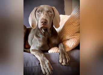 Weimaraner-Mix Welpen aus liebevoller Verpaarung – 12 kleine Wunder suchen ihr Zuhause