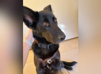 liebe junge Mischlings Hündin Ruby sucht ihre Familie