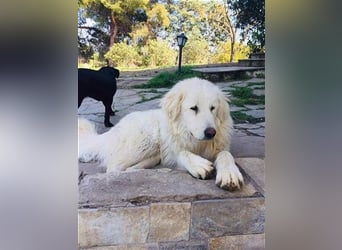 Mr. White: Ein liebevoller XXL-Teddybär sucht ein Zuhause zum Kuscheln