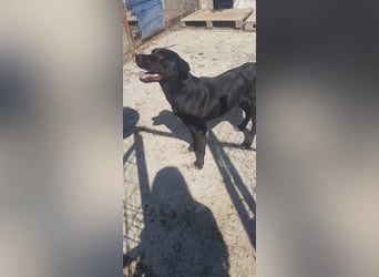 Labbimix Kyle wartet schon so lange