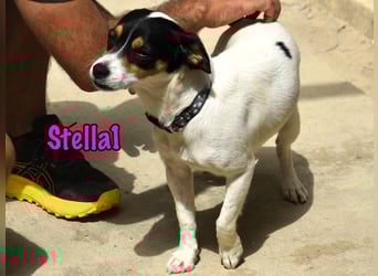 Stella1 geb. 01/2024 (ESP) - sehr liebe und verschmuste, süße Bodeguera!