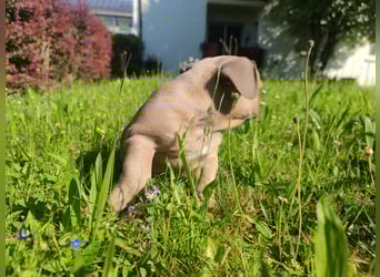 Reinsrassige französische Bulldogge Babys