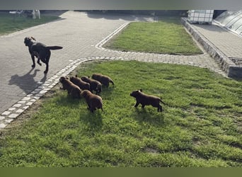 Zuckersüße Reinrassige Labrador Welpen suchen liebevolles Zuhause!