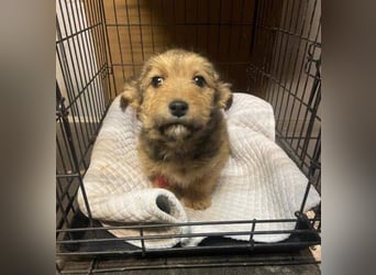 Josefine, Norwich Terrier-Mischling