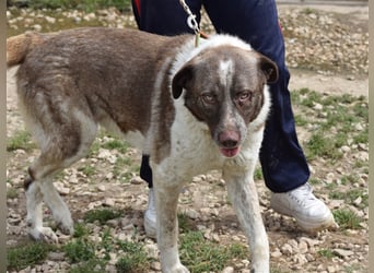 Stephan - Ein hoffnungsvoller Hund sucht sein Zuhause