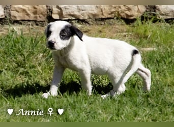 Annie und ihre Geschwister suchen ein Zuhause