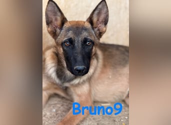 Bruno9 11/2024 (ESP) - sportlicher Malinois-Schäferhund-Mix Welpe!