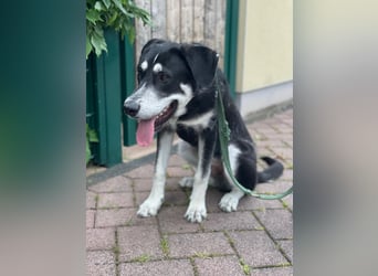 Raio sucht seinen Hof