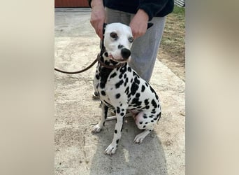 Dius, 3 Jahre, 57cm sucht ihr Körbchen