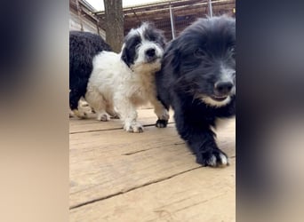 Herziger KELVIN sucht Kuschelpartner fürs Leben