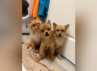 Charlie SR - Kuschelspitz mit großem Nachholbedarf
