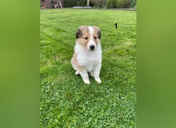Colliewelpen suchen ein Zuhause!