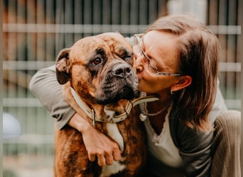 Bulldog Bonny (Tierschutz)