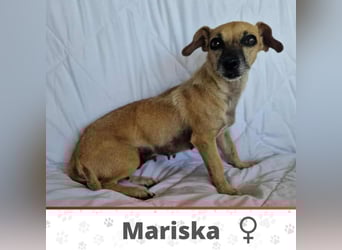MARISKA ❤ EILIG! sucht Zuhause oder Pflegestelle