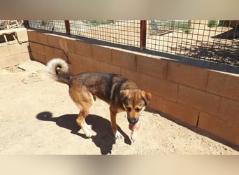 SIBILO - treuer Hundemann
