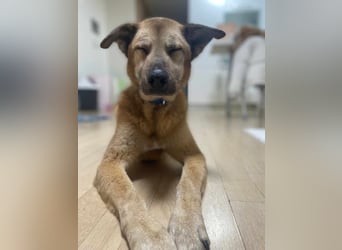 Rocco ,ein grosser, sanfter Mischlingsrüde, wünscht sich ein schönes Zuhause