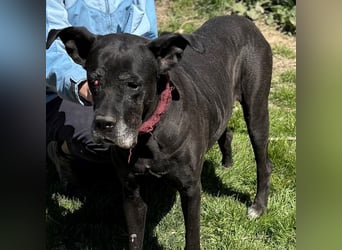 Kali sucht dringend ein Zuhause