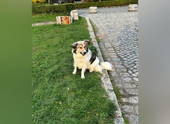 Süße Melindi sucht ihr eigenes Körbchen