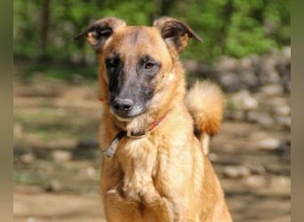 Huhu, charmante RONJA hofft auf ein liebevolles Zuhause
