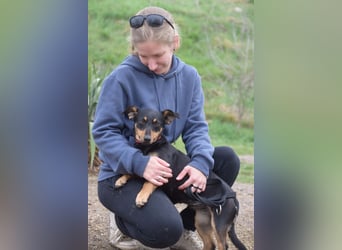 Ludmilla - aktive, nette, freundliche Terriermix Hündin