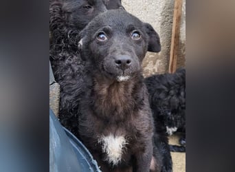 Elsie ❤️ süßes, verspieltes Hundemädl