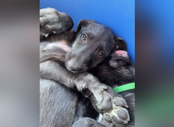 Deerhoundwelpen suchen ein liebevolles Für-Immer-Zuhause