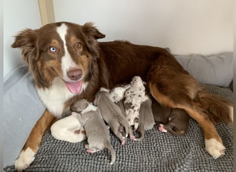 Reinrassige Australian Shepherd Welpen