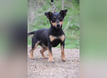 Ludmilla - aktive, nette, freundliche Terriermix Hündin