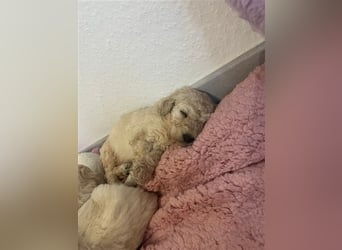 Wunderschöne Goldendoodle Welpen zu verkaufen Abgabe frühestens ab 06.12.24