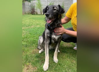 ♥ALITA♥ Pflegestelle dringend gesucht - wunderschöne, aufgeschlossene Herdenschutz-Mix-Hündin 59 cm