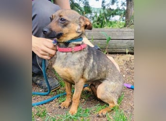 Uschka, Pinscher Mischling