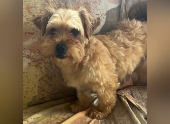 Franz - freundlicher, menschenbezogener Mini Yorkshire Terrier Mix Rüde / z.Zt. noch in Rumänien