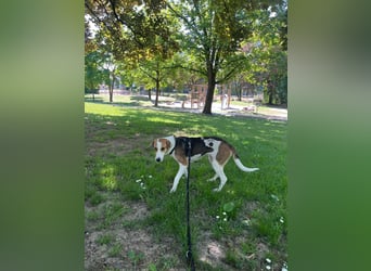 Familienhund Lona, zu besuchen in Bad Nauheim