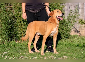Mr John, Mix Labrador / Rafeiro Alentejano, lieb und verträglich