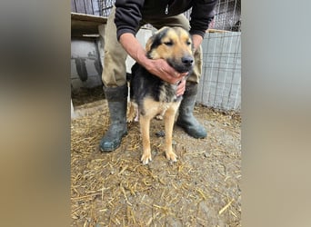 Shiva  sucht Schulter zum Anlehnen