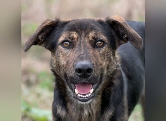 Rino – ein Seelchen von Hund