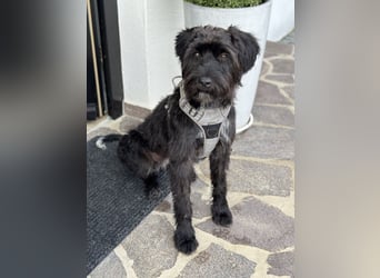 "Pumi“ – junge Schnauzer-Pumi-Mix Hündin sucht ländliches Zuhause