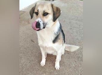 Daisy Anfängerhund - einfach traumhaft