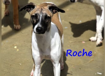 Roche 08/2024 (ESP) - verspielter und menschenbezogener Whippet Welpe!