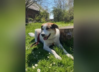 Sharky - Großer gemütlicher Bär sucht Familie zum Liebhaben (47839 Krefeld)