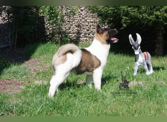 Echte reinrassiger American Akita Hündin