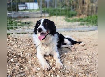 Dacapo (Spanien) – ein sanfter Senior sucht ein liebevolles Zuhause