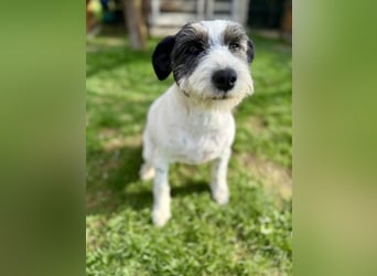 Süße Daisy sucht ihr eigenes Körbchen