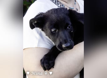 Drei wunderschöne Schäferhundmischlinge suchen ein Zuhause