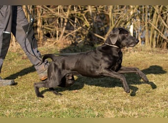 Joe Fritz - aktiver Familienhund - Tierhilfe Franken e.V.