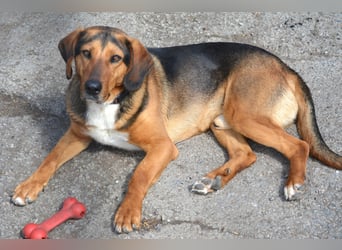 Andre sucht dringend ein Zuhause. Geb. ca. 06/2022, Bracke,