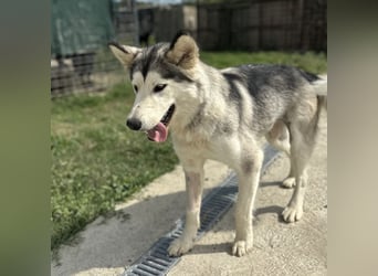 Ruby ein tolles Mädchen