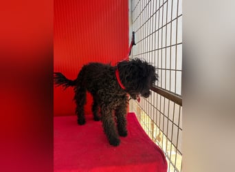 Casper, Puli-Pudel-Mix, Rüde, geb. am. 05.08.2024, 43 cm, 11 kg